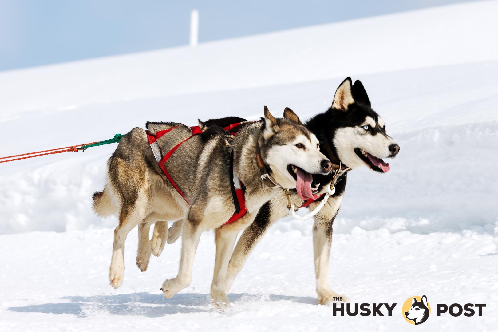 Husky race on alpine mountain in winter