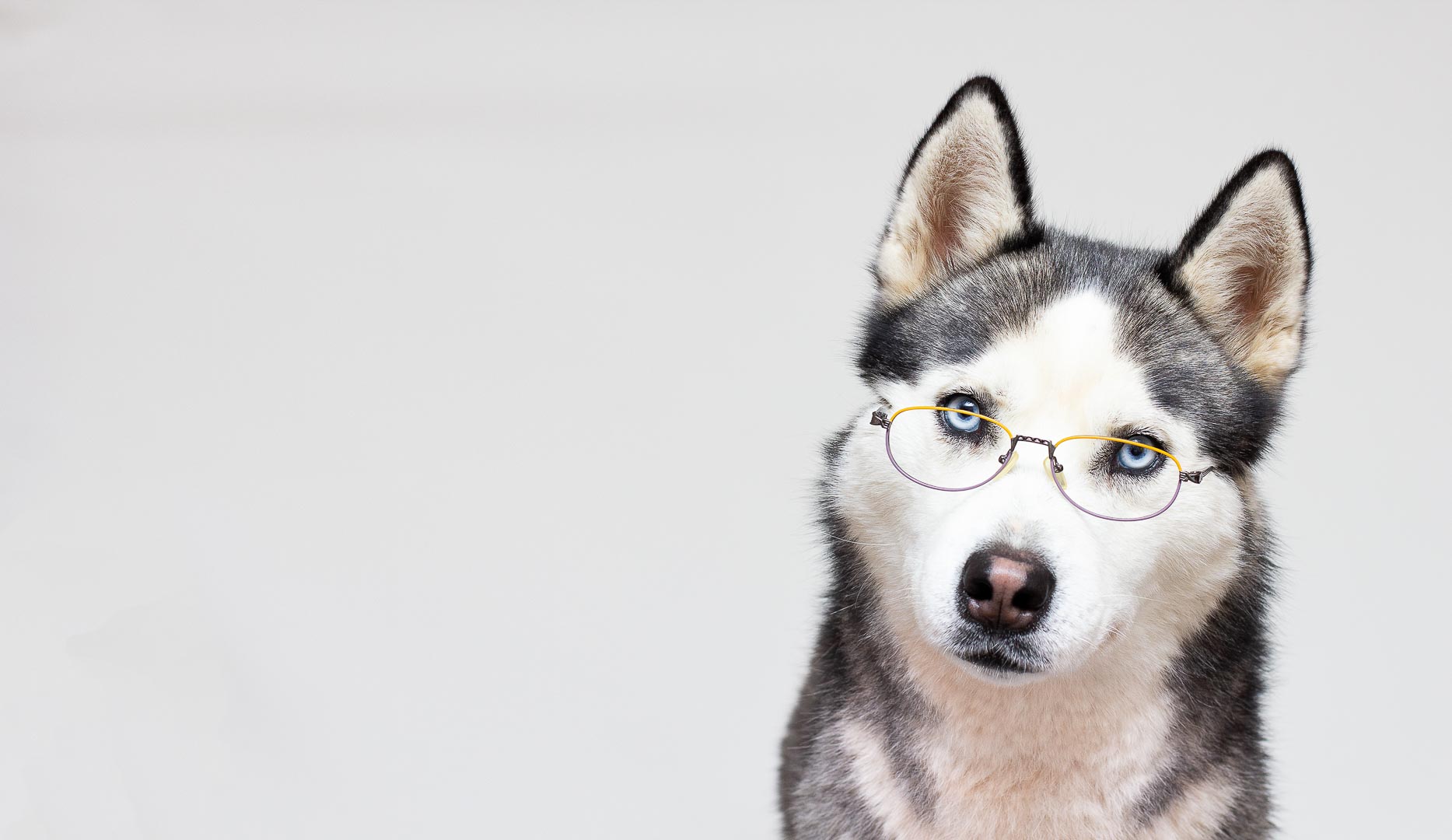 Siberian husky portrait in glasses on a grey background