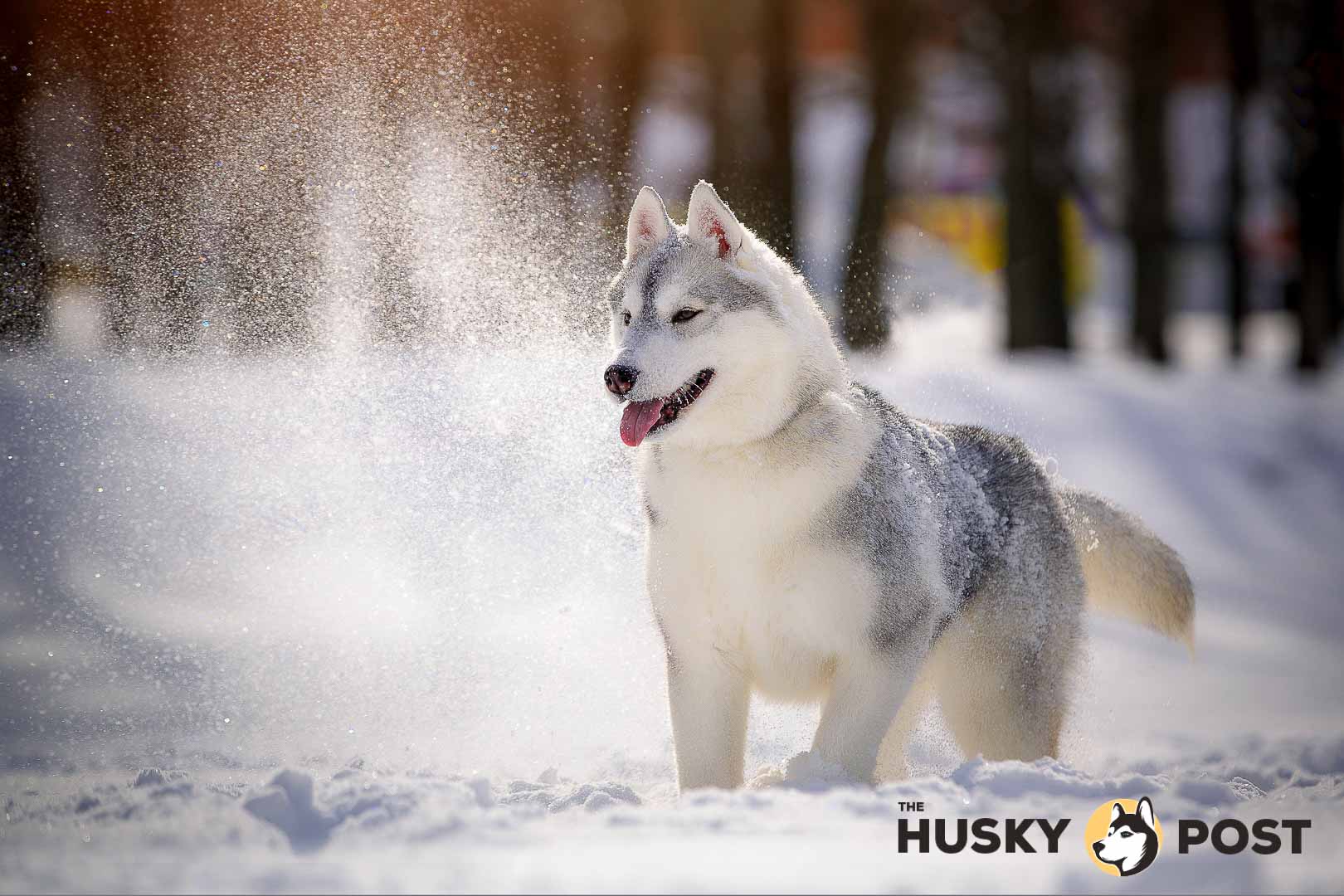 Siberian Husky at snow