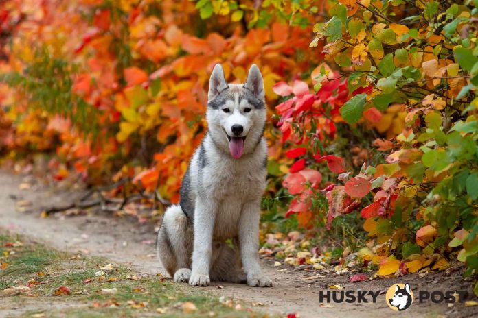 A closeup autumn portrait of small Siberian husky puppy.
