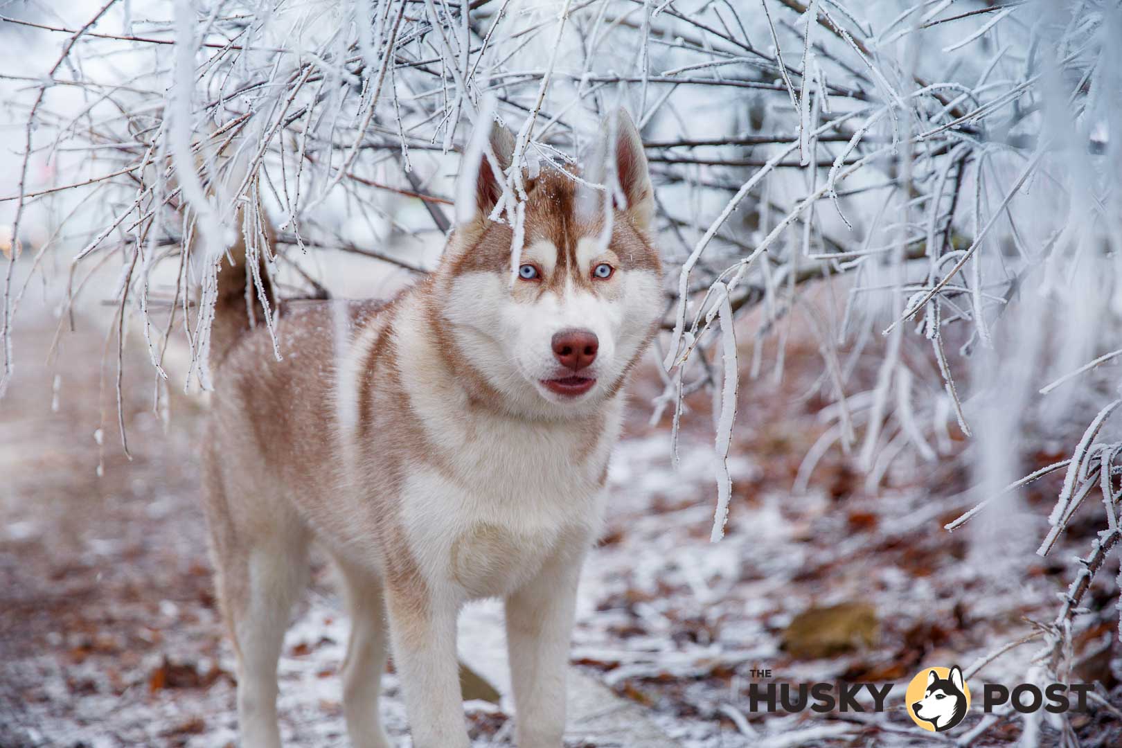 Siberian husky at winter