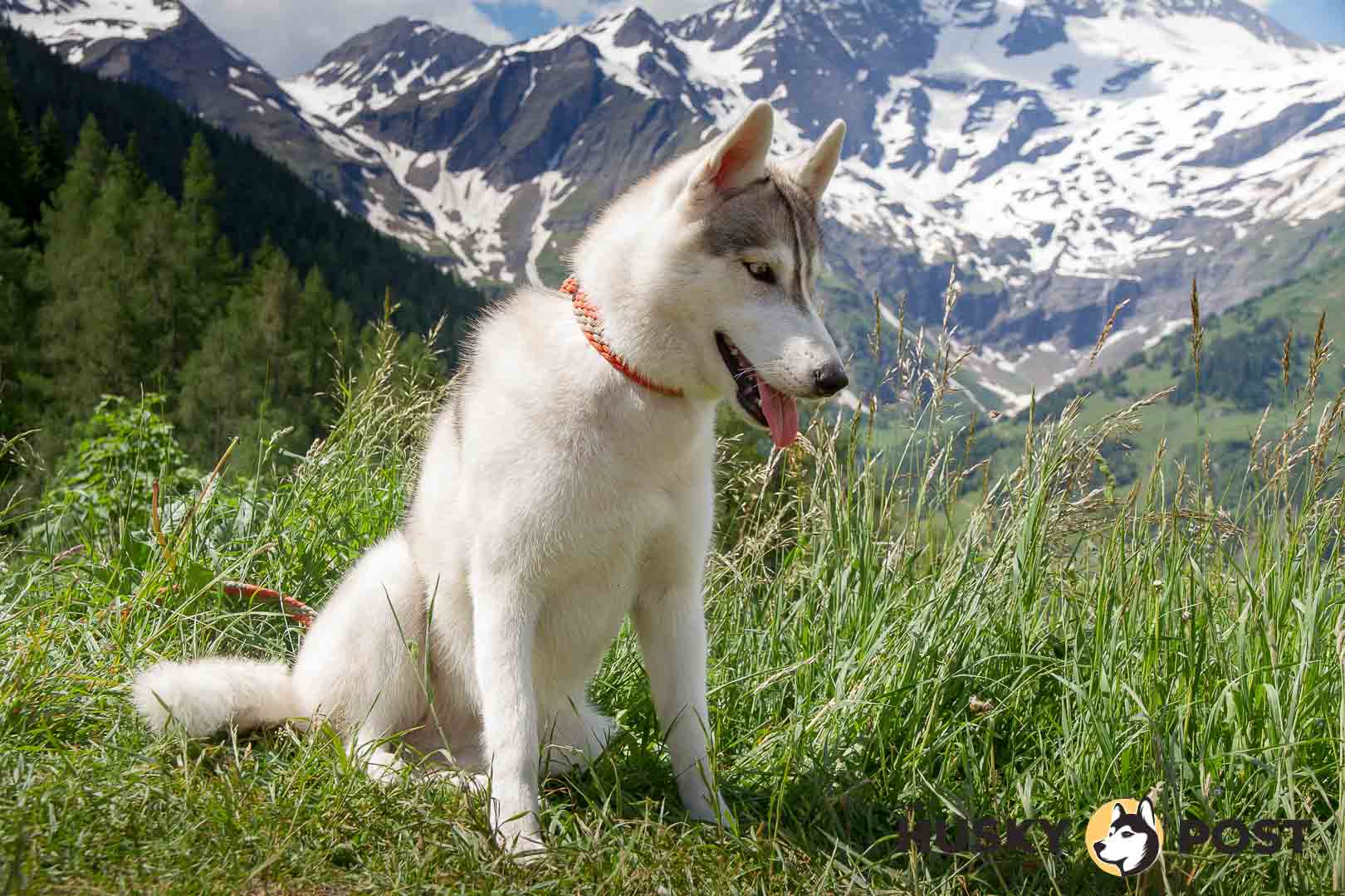 Siberian husky standing on a mountain in the background of mountains.