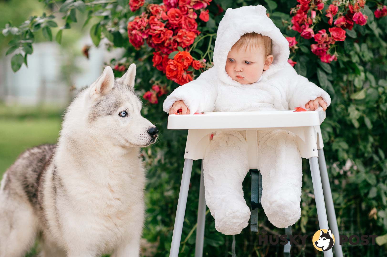 Baby with Siberian Husky