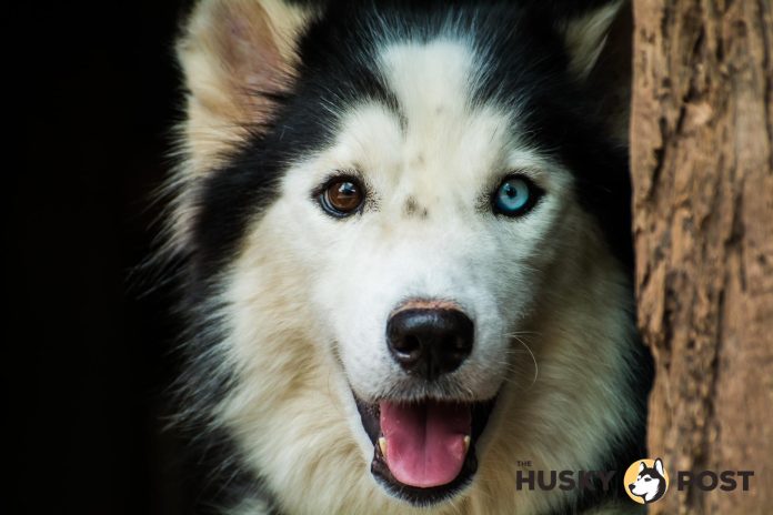 Why does the Siberian Husky have blue eyes?