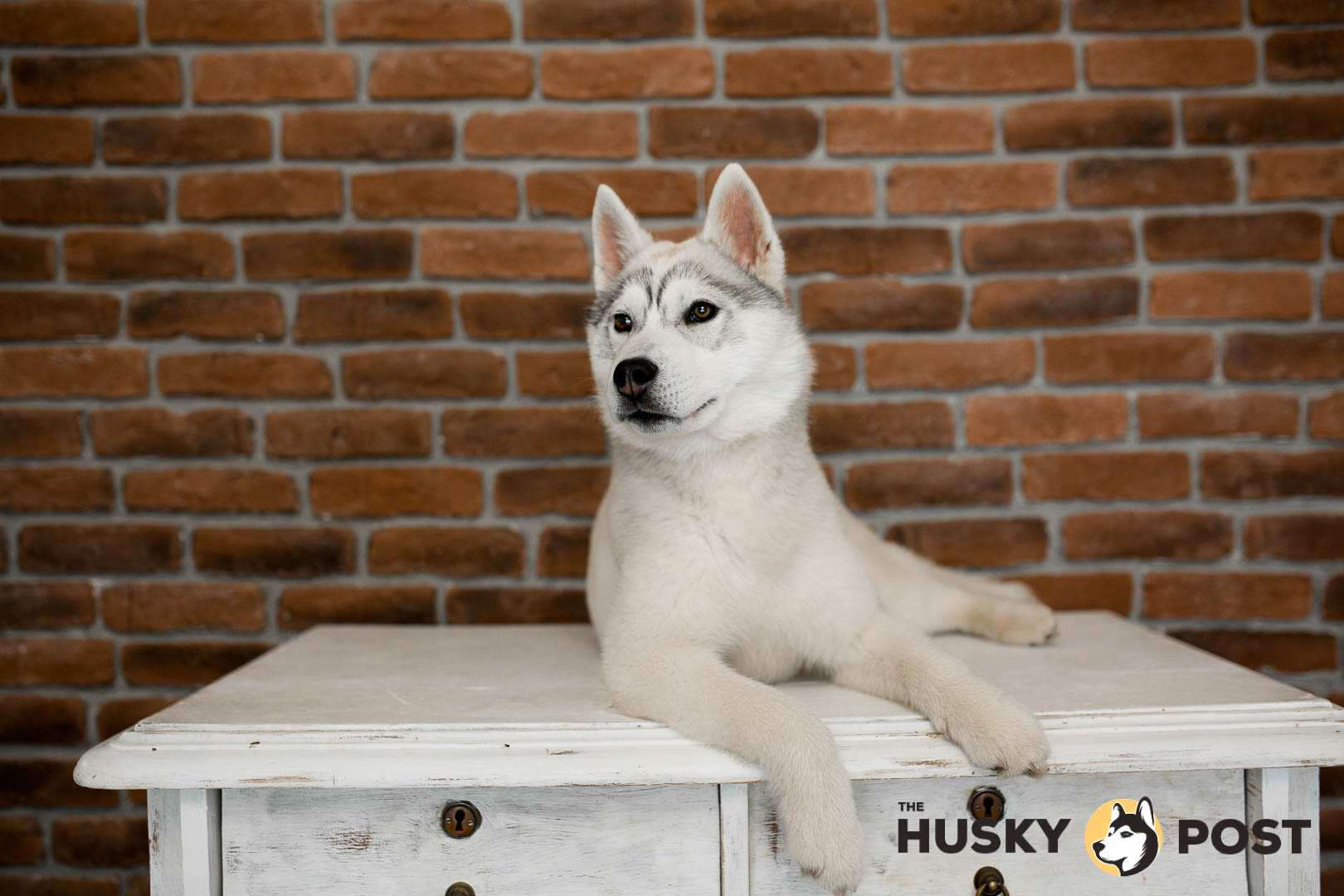 Siberian husky puppy sitting on the furniture.