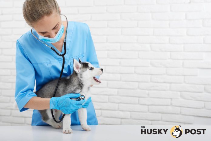 Husky at the vet