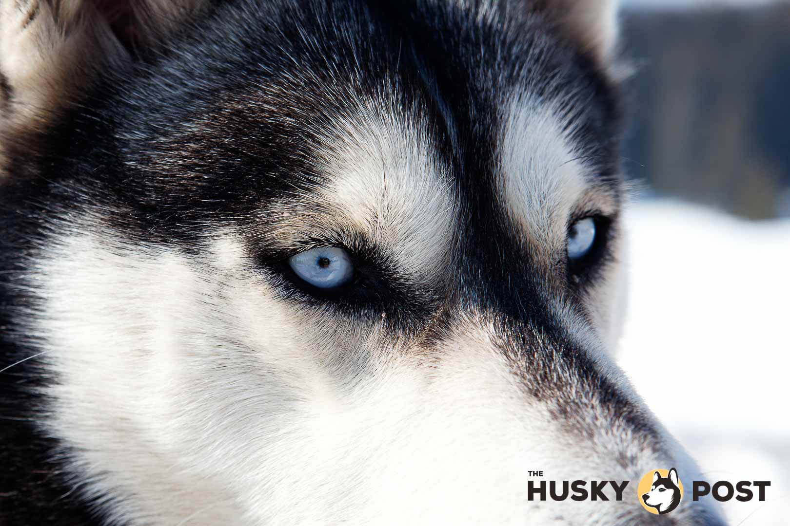 Why does the Siberian Husky have blue eyes?