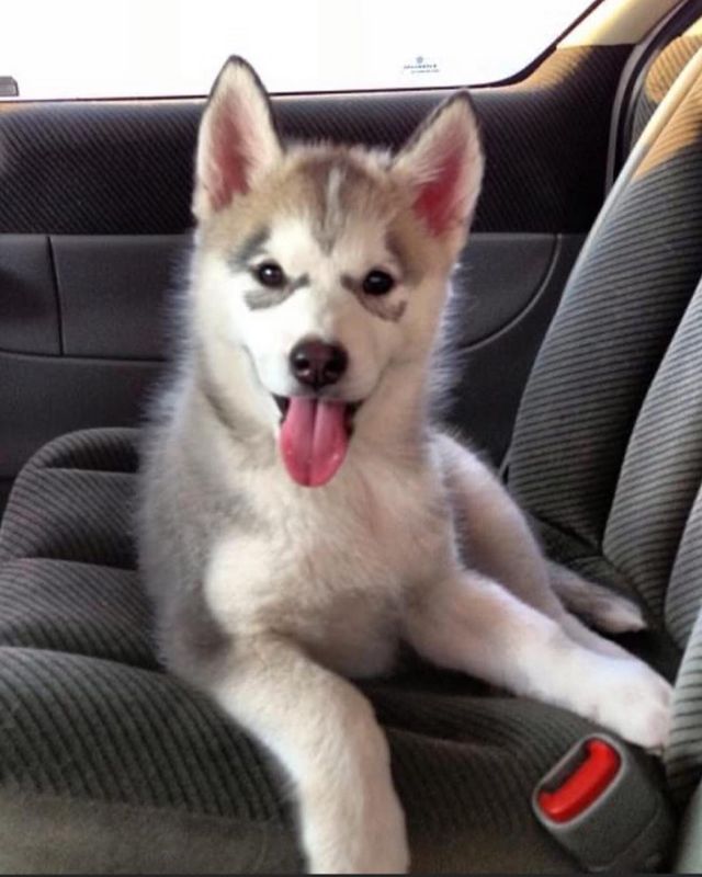 Adorable Husky puppy howling (video) - The Husky Post