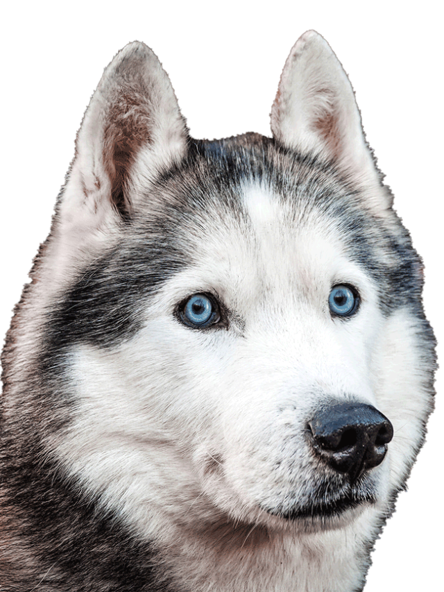 Why do husky have blue eyes?